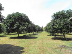 Mango Farm